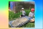 Отличный урожай
